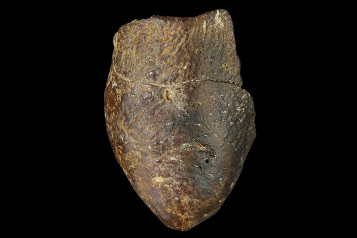 Fossil Crocodile Coprolite - Aguja Formation, Texas #116705